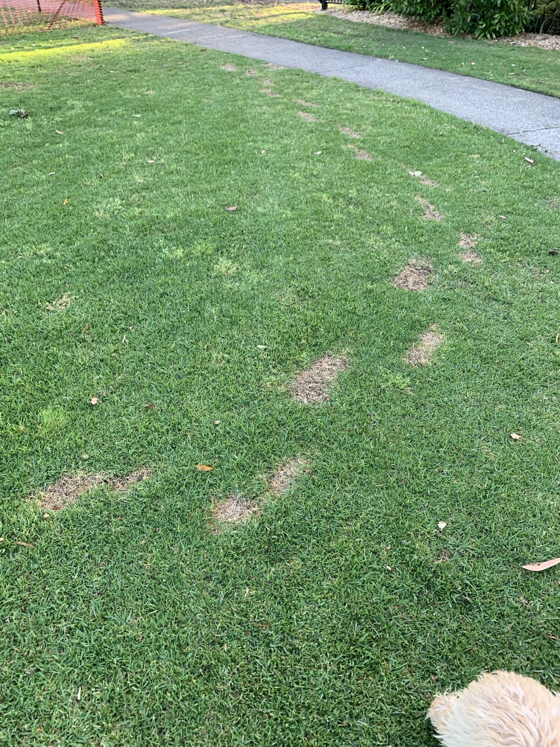 A lawn showing patches of thin and browned grass beside a footpath